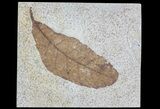 Fossil Leaf (Cedrelospermum) - Pos/Neg #65194-2